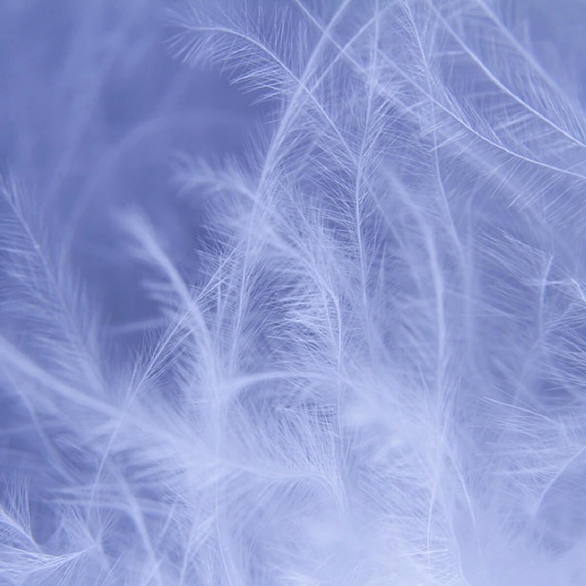 Flocon de duvet zoom