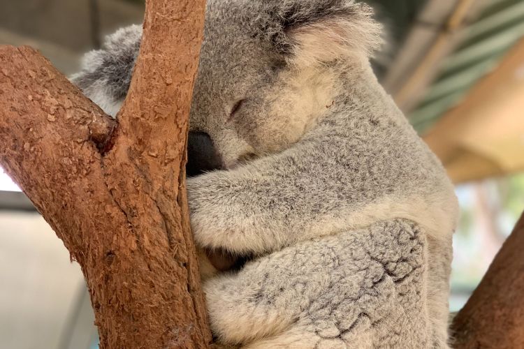 Sommeil du koala