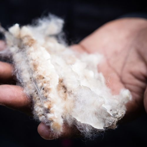 kapok fibre végétale