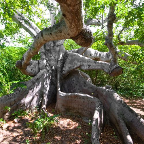 kapokier arbre à fibres