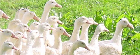 canards élevés en France