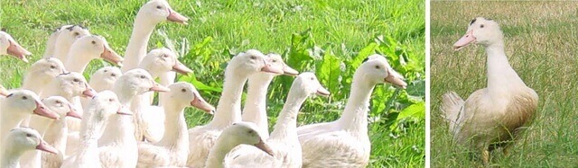 canards de qualité supérieure