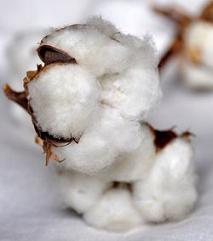 coton naturel des enveloppes de couette