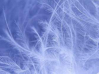 détail d'un flocon de duvet aéré
