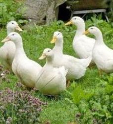 canard adulte en plein air