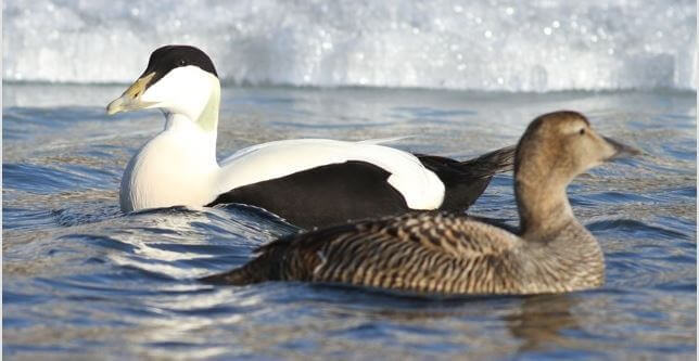 canard eider mâle et femelle