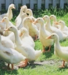jeunes canards nourris en plein air