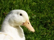canard français garanti