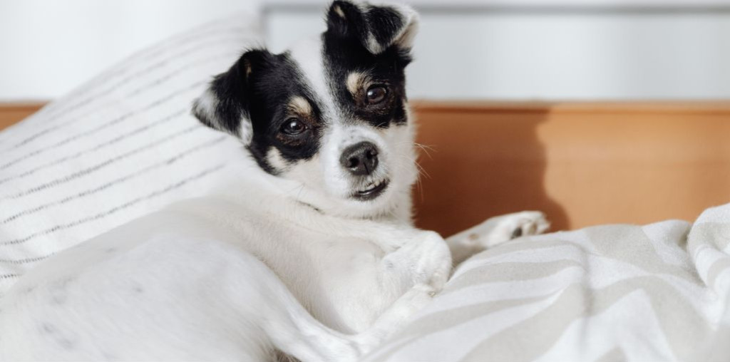 Le sommeil des animaux