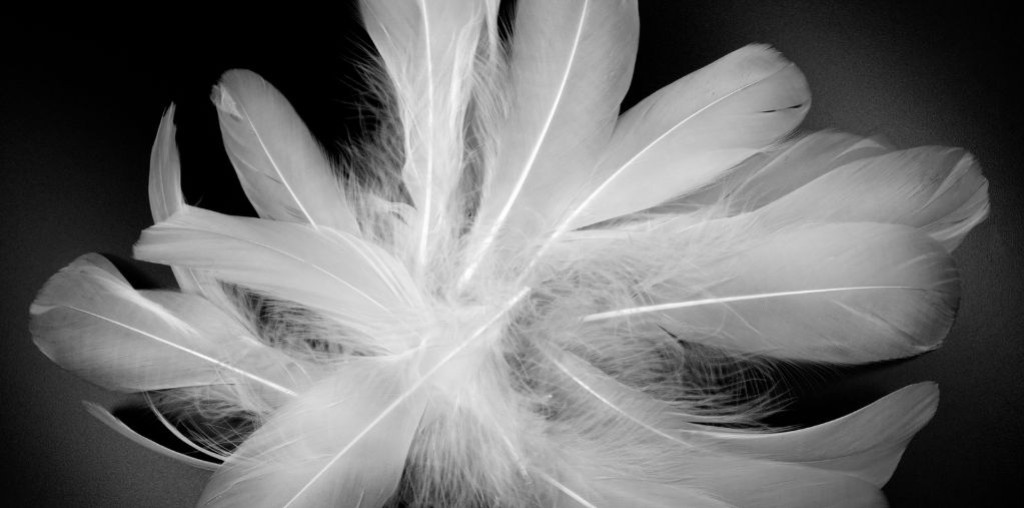 La plume inspire les marques