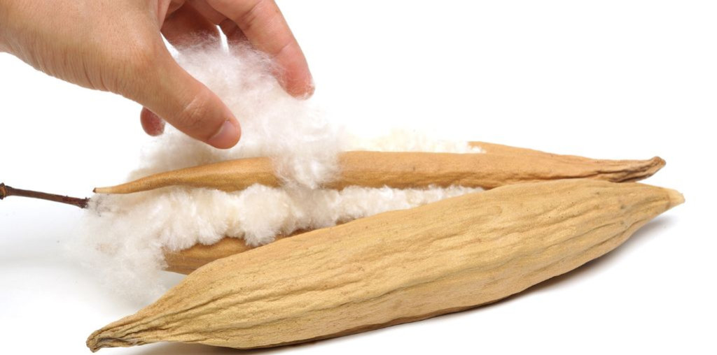 Le kapok : tout savoir sur cette fibre végétale