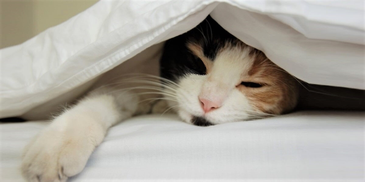Dormir avec son animal de compagnie, bonne ou mauvaise idée ?