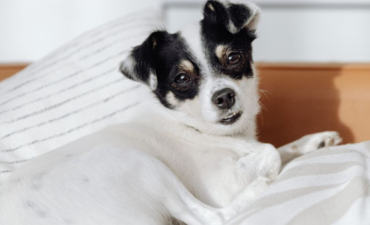Le sommeil des animaux