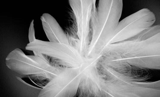 La plume inspire les marques