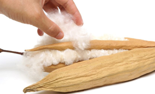 Le kapok : tout savoir sur cette fibre v&eacute;g&eacute;tale
