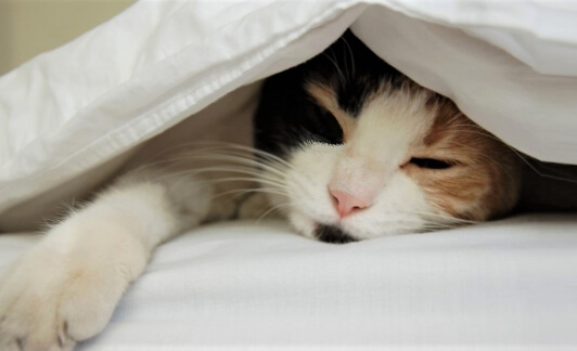 Dormir avec son animal de compagnie, bonne ou mauvaise idée ?